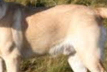 પાલતુ કૂતરાંના રજિસ્ટ્રેશનમાં નિરસતાને લીધે રજિસ્ટ્રેશનની મુદત વધુ ત્રણ મહિના માટે લંબાવાઈ.