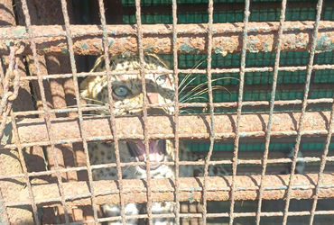 પારડીના રોહિણા ગામે પાંચ દિવસમાં બીજો દીપડો પકડાયો