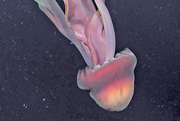 આર્જેન્ટિનાના દરિયામાં 33 ફૂટના પંજા અને 3.5 ફૂટના માથાવાળી એક વિશાળ jellyfish મળી આવી.