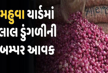 મહુવામાં 3 દિવસમાં સફેદ ડુંગળી કરતા લાલ ડુંગળીની 37,102 ગુણીનો વધારો.