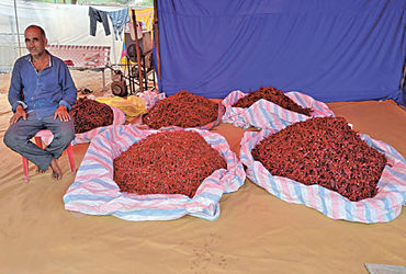 ધ્રાંગધ્રામાં લાલ મરચાંના ભાવમાં તેજી: ભાવમાં 30 થી 40 ટકા સુધીનો વધારો થયો.