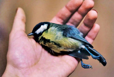 ધ્વનિ પ્રદૂષણ પક્ષીઓ માટે જીવલેણ