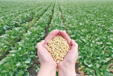 ભારત-અમેરિકા વેપાર કરારથી સોયાબીનના ભાવ MSPથી ઘટ્યા, ખેડૂતો ચિંતિત.