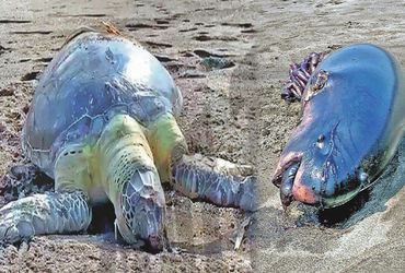 વલસાડના દરિયાકાંઠે દુનિયાની સૌથી નાની વ્હેલ અને મહાકાય કાચબો મૃત મળ્યાં, મોતનું કારણ પોસ્ટમોર્ટમ દ્વારા જાણવા પ્રયાસ.