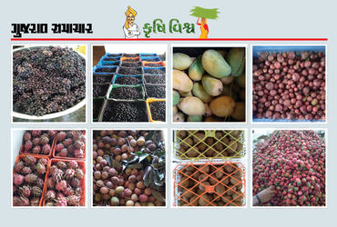 ફળાઉ પાકોની ખેતી અને મૂલ્યવર્ધન : રાષ્ટ્રીય કક્ષાએ ખ્યાતિ સાથે આર્થિક સમૃદ્ધિ
