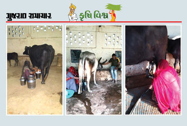 પશુપાલન દ્વારા મહિલા સશક્તિકરણ, ગાય-ભેંસના સંવર્ધન દ્વારા વાર્ષિક રૂપિયા 10 લાખની આવક