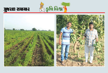પરંપરાગત ખેતી પાકમાં પણ મૂલ્યવર્ધન એ આર્થિક વૃદ્ધિનો શ્રેષ્ઠ ઉપાય