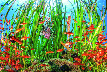 સમુદ્રી ઘાસ: દરિયાઈ ફેફસાં સામેનું અસ્તિત્વનું જોખમ, દરિયાઈ જીવસૃષ્ટિ માટે મહત્વપૂર્ણ પણ જોખમમાં.",