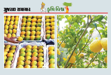 ઘીરજ, વૈજ્ઞાનિક અભિગમ, વેચાણની આગવી સૂઝ કેરીનું આર્થિક ઉપાર્જન કરાવશે જ