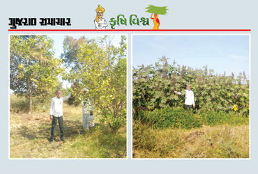 ખારાશવાળી જમીન ફળદ્રુપ બની, ખેતી ખર્ચ બચ્યો, કૃષિ ઉત્પાદન પણ મળ્યું બમણું