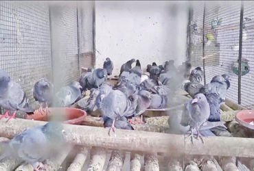 ઝાલાવાડમાં ઉનાળાની શરૂઆતમાં તાપમાન 36 ડિગ્રીએ પહોંચ્યું: આકરી ગરમીનો અહેસાસ થયો.