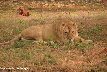 ગીર સોમનાથ: મધ પાડવા ગયેલા બોડીદરના યુવાન પર સિંહણે કર્યો હુમલો, ઈજાગ્રસ્ત રમેશ હોસ્પિટલમાં દાખલ