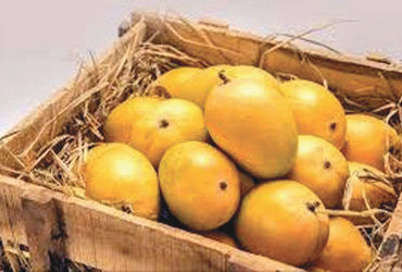 વિદેશમાં હાફૂસ કેરીની માંગ: અમેરિકામાં પ્રથમ shipment એરલિફ્ટ કરવામાં આવ્યું.