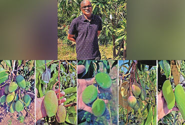 વલસાડના ખેડૂતનો જાદુઈ આંબો: એક આંબા પર 22 જાતની કેરી – દેશી અને વિદેશી!