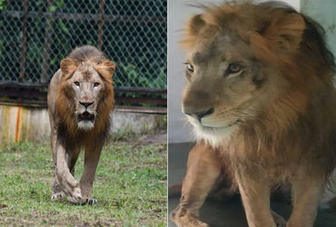 સરથાણા નેચર પાર્કમાં સિંહની ગર્જના કાયમ માટે શાંત  : કિડની બીમારી સામે જંગલનો રાજા હારી ગયો