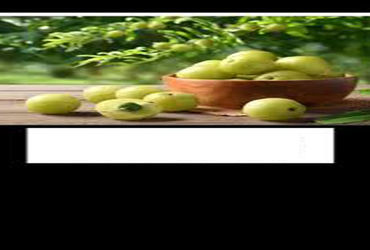 ઉનાળામાં આવતા ગુંદાનું સેવન મેદસ્વિતા નિવારણ માટે મહત્ત્વપૂર્ણ