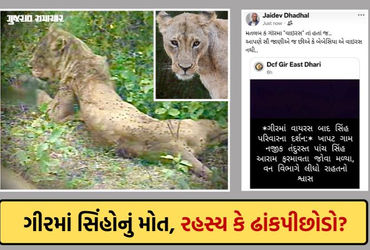 ગીરમાં સિંહોના મોત પર વન વિભાગમાં જ ડખો: મંત્રીનો વાઈરસ ન હોવાનો દાવો, પણ DCFની 'વાઈરસ'વાળી પોસ્ટે પોલ ખોલી!