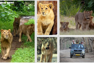 સિંહપ્રેમીઓ માટે સારા સમાચાર: ગીર જંગલ સફારીની મુદ્દત 7 દિવસ લંબાવાઈ, 22 જૂન સુધી સિંહ દર્શન ચાલુ રહેશે