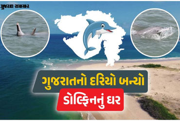 ગુજરાતના દરિયામાં ડોલ્ફિનની સંખ્યા 680ને પાર: શિવરાજપુર અને પોશિત્રા બન્યા 'બેસ્ટ સ્પોટ'
