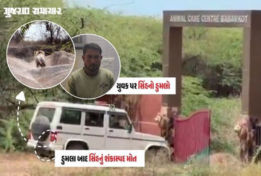 અમરેલી: જાફરાબાદના બાબરકોટમાં બે લોકો પર હુમલો કરનાર સિંહનું શંકાસ્પદ મોત, હડકવા થયો હોવાની આશંકા
