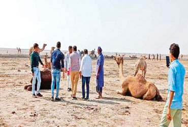 500 થી વધુ ખરાઈ ઊંટને ચકરીના રોગ સામે રસી આપવામાં આવી | More than 500 ...