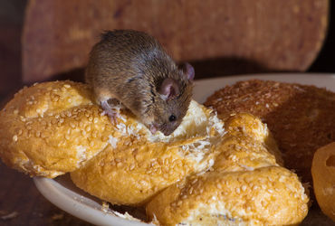 Indian-origin food firm owner in UK fined £7,000 after mice droppings found in store - Vimarsana News