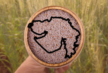 Gujarat produces 90% of India's Isabgol; a global hit | gujarat produces 90 percent of isabgol in india which is exported heavily - Vimarsana News