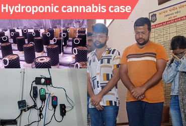 Three held for cultivating hydroponic cannabis in Ahmedabad - Vimarsana News