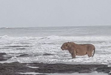 Asiatic lion's seaside stroll in Junagadh captured in lens; pic goes viral | Asiatic lion's seaside stroll in Junagadh captured in lens pic goes viral - Vimarsana News