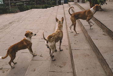 Animal cruelty laws in India: Growing call for urgent reforms - Vimarsana News