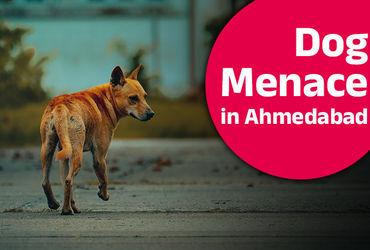 Stray Dog menace in Ahmedabad: A city of 3.75 lakh strays - Vimarsana News