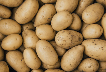 Gujarat's potato exports affected by pesticide overuse | Gujarats potato exports affected by pesticide overuse by farmers - Vimarsana News
