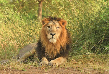 Nearly 400 lions died in Gujarat in three years, unnatural causes behind some deaths - Vimarsana News