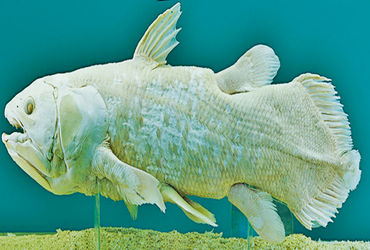 ડાયનોસોરના જમાનાની માછલી : સીલાકંથ | Fish from the Age of Dinosaurs ...