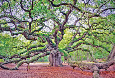 જગતનાં જોવા જેવાં અજાયબ વૃક્ષો | Strange trees of the world to see ...