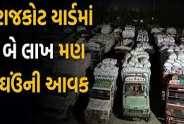 રાજકોટમાં ઘંઉની ધૂમ આવક અન્વયે આજથી યાર્ડ જ ઘંઉનું વેચાણ શરૂ કરશેq ...