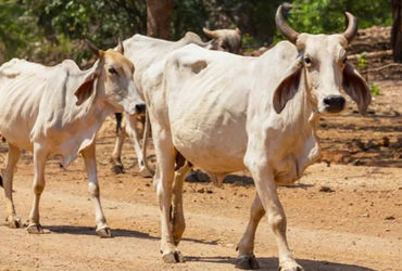 AI Generated Cattle Crisis: Shocking Deaths Spark Outrage in Ahmedabad!