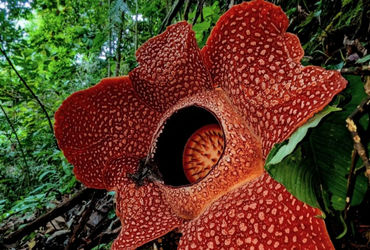 After 13 years of waiting, conservationists rediscovered one of the world’s rarest flowers in Sumatra