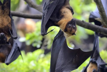 Two cases of Nipah virus confirmed in India Asian airports reinforce health controls