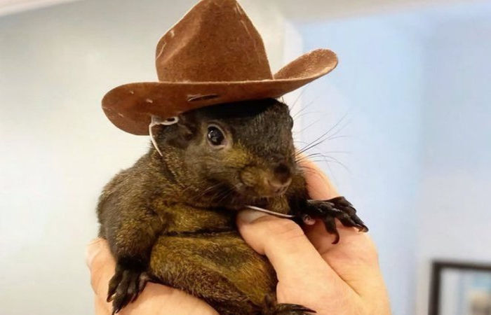 Squirrel Peanut Death