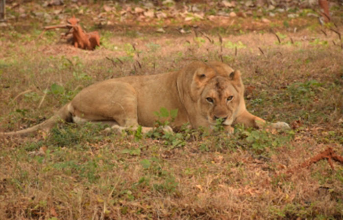 Tragedy in Gir: Two-year-old girl killed in lioness attack, animal trapped