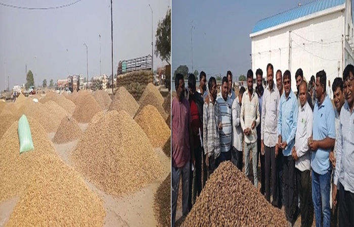 જામજોધપુર માર્કેટિંગ યાર્ડમાં ગઈકાલે માત્ર પાંચ કલાકમાં મગફળીની પચાસ હજાર ગુણીની ઘીંગી આવક થઈ 1 - image