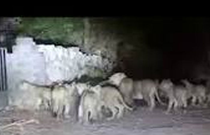 સ્ટેટ હાઈ-વે ઉપર સામટા 11 સિંહ આવી ચડતાં વાહનો થંભાવાયા 1 - image