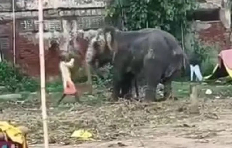 Mahout seen thrashing elephant in viral video of Ahmedabad rathyatra 