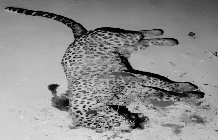 પિતા-પુત્રએ સ્વબચાવમાં દાતરડાના 8થી 10 ઘા ઝીંકી દીપડાને રહેંસી નાખ્યો 1 - image