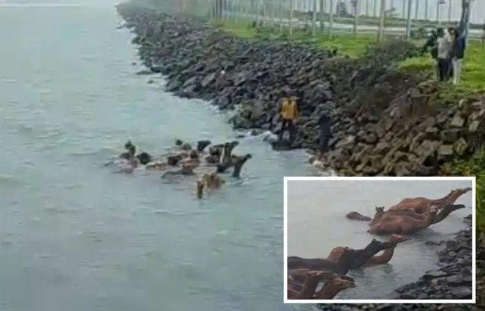 33 camels swim to Vadinar Port in Jamnagar later rescued