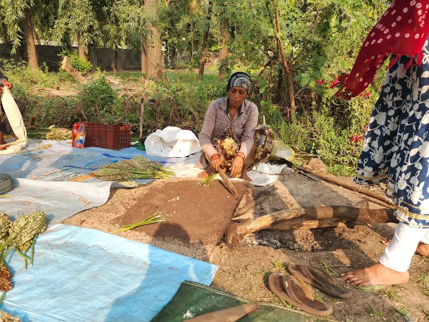 પોંકને પ્રદૂષણનું ગ્રહણ લાગે છે: સુરત, ઓલપાડ-બારડોલી ન્યૂ ડેસ્ટિનેશન 3થી પોંક વધુ મીઠો થઈ રહ્યો છે - તસવીર