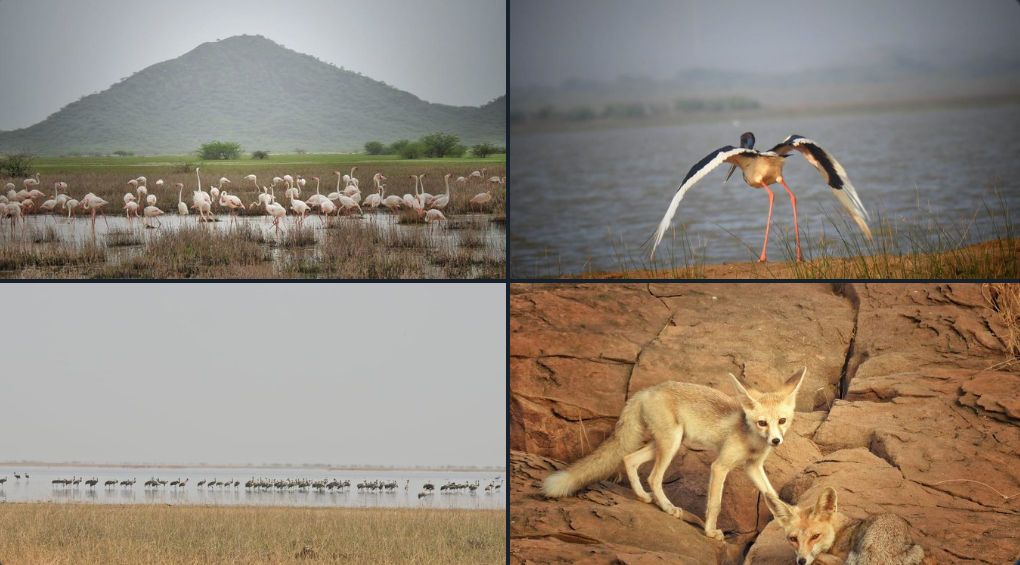 ગુજરાતને મળી 5મી રામસર સાઇટ: કચ્છનું 'છારી-ઢંઢ' હવે આંતરરાષ્ટ્રીય નકશા પર, જાણો કેમ આ વેટલેન્ડ છે ખાસ 7 - image