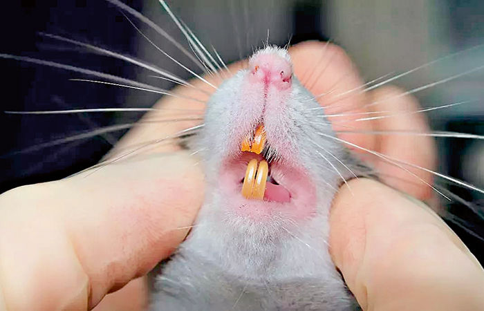 UP મેડિકલ હબ તરીકે ઉભરી આવશે 2 - image