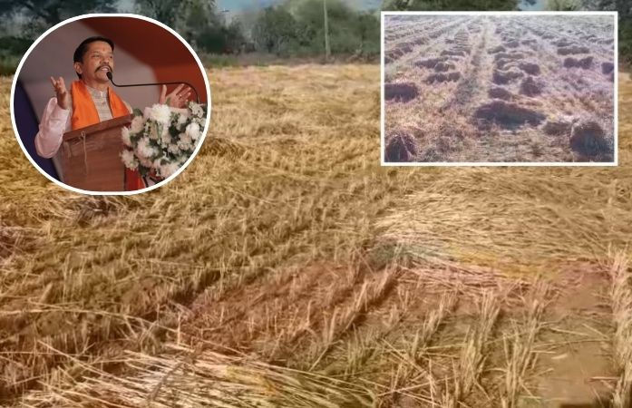 'નુકસાનીનો સર્વે કરવાના આદેશ અપાયા, રિપોર્ટ બાદ સરકાર નિર્ણય લેશે', માવઠાના કારણે પાક નુકસાન મુદ્દે રાજ્ય કૃષિ મંત્રીનું નિવેદન 1 - image